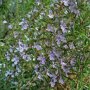 Rozemarijn (Rosmarinus officinalis)